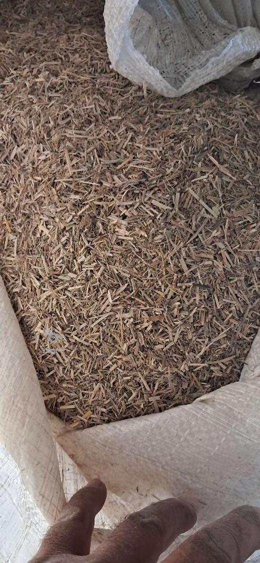 کاه ریگ وخارشتر