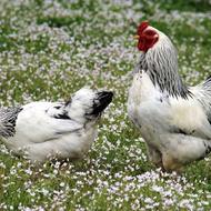 مرغ امپراطور اصل