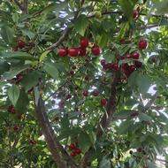 خانه باغ 7000 متری