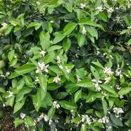 تراشیدن علف های هرز و قطع درختان و سمپاشی