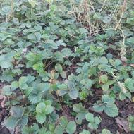 فروش بوته توت فرتگی سابرینا