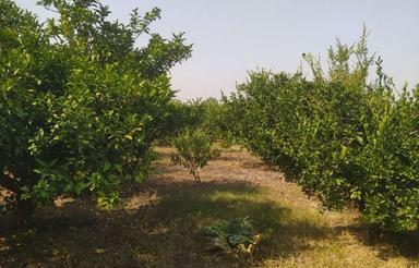 3700 متر مربع زمین در ساری همتآباد