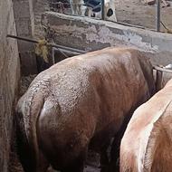 گاو نر سیمینتال پرواری چاق سرک دار