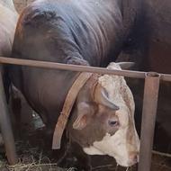 گاو نر سیمینتال پرواری چاق چاق سرک دار