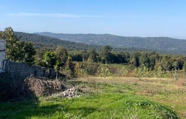 فروش زمین کشاورزی 10000 متر در کلیجان رستاق جاده لاجیم