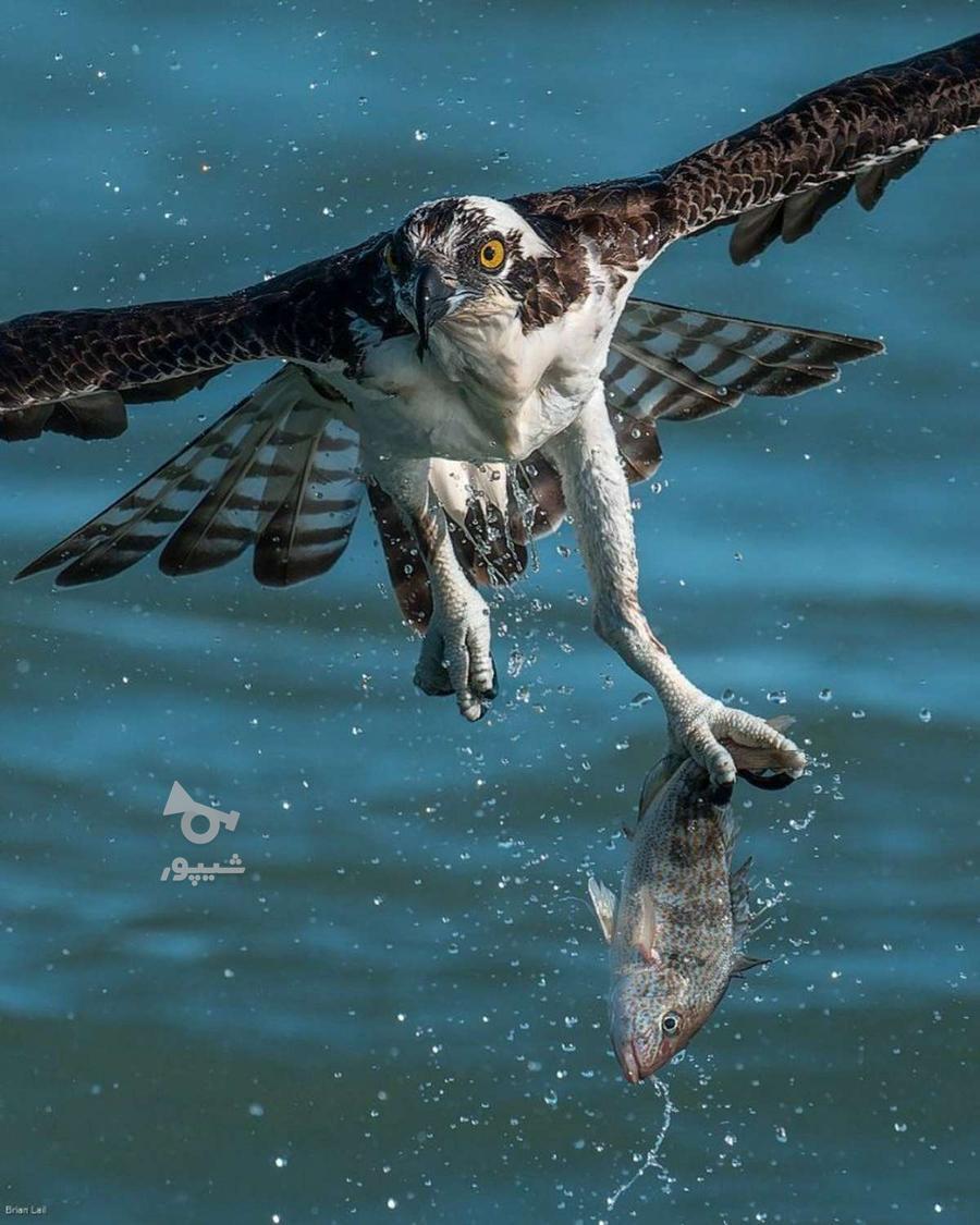 خواهان نگهبانی در شیفت شب هستم - اسماعیل کریمی