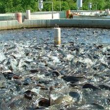 فروش پروش ماهی 3100 متری در قائمشهر