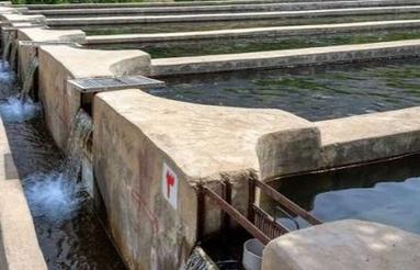 فروش پروش ماهی 3000 متری در قائمشهر