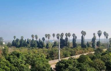 فروش فوری 587 متر زمین سند تکبرگ – ولیکستان