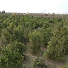 فروش زمین کشاورزی 4500 متری در تلو باغ