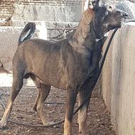 واگذاری سگ نرپژدر2ساله سگ افغانی ماده 2ساله