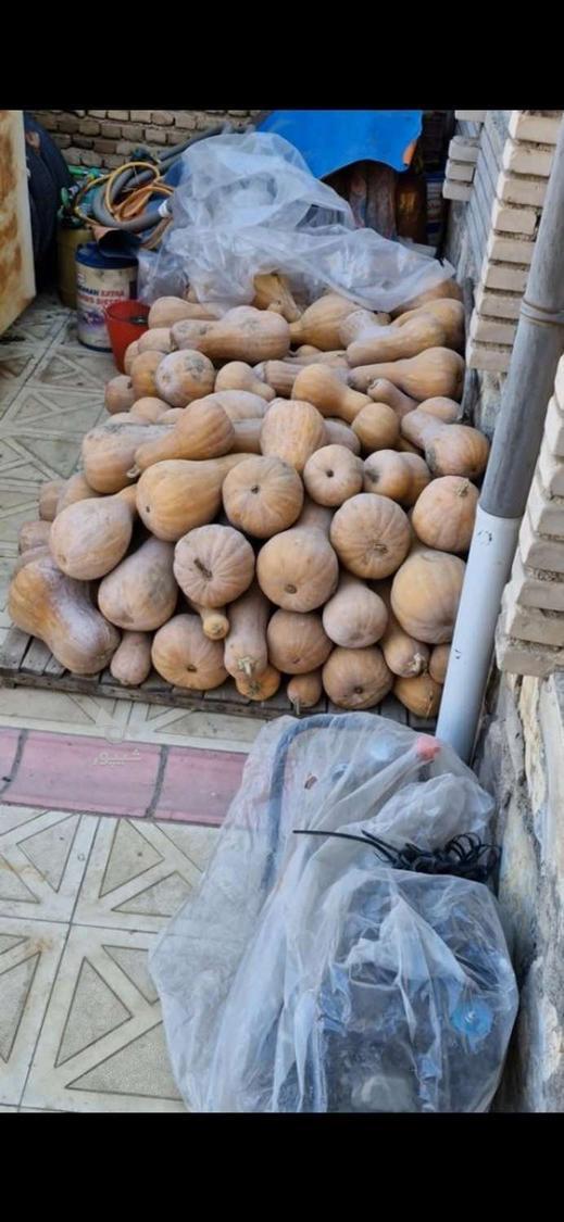 کدو حلواییی