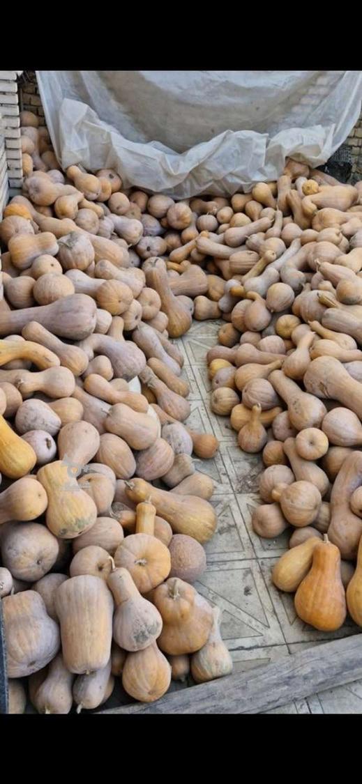 کدو حلواییی