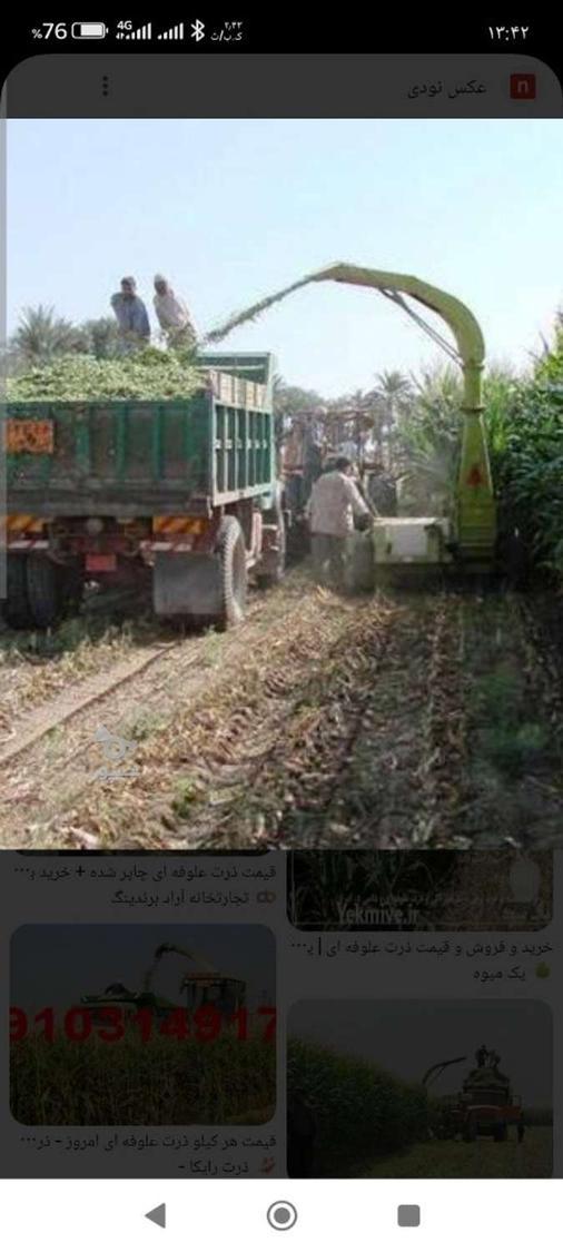 ذرت علوفه ای