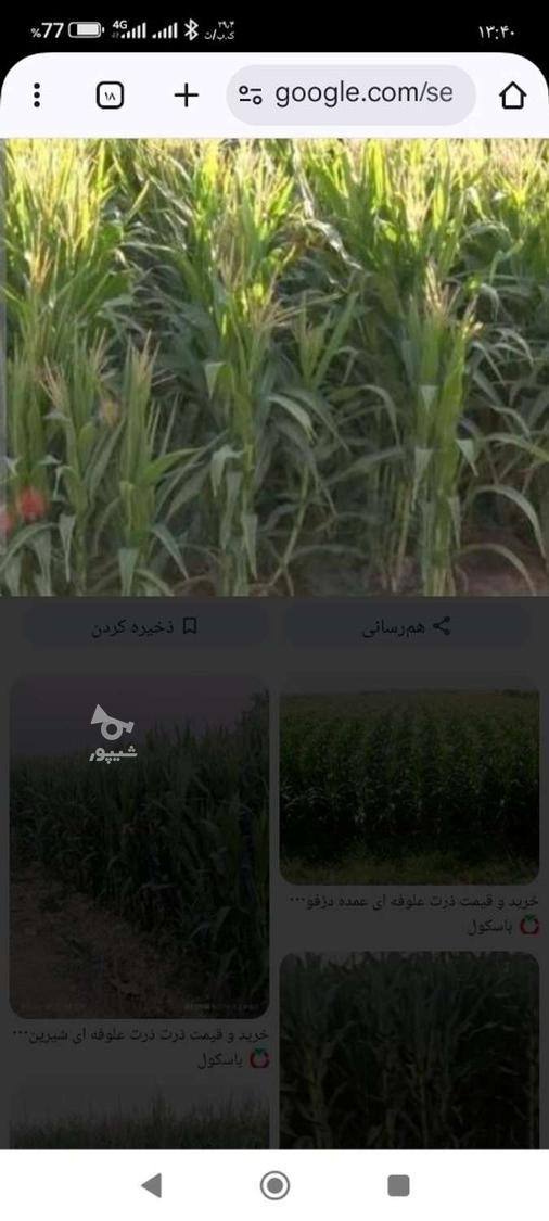 ذرت علوفه ای