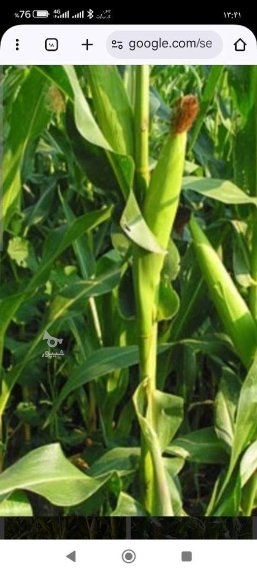 ذرت علوفه ای