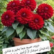 پرستار از بانوی کهن سال