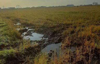 فروش زمین کشاورزی 13000 متر در قلیان کلا