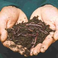 فروش کود ورمی کمپوست درجه یک