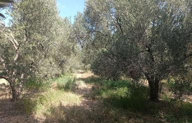 فروش باغ زیتون 20 ساله