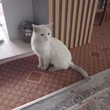 گربه ترک واگذاری