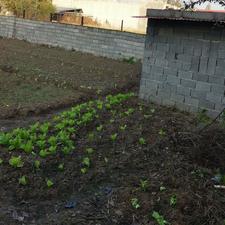 زمین مسکونی 515 متر در جاده قائمشهر