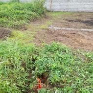 فروش زمین مسکونی 260 متر در بازکیاگوراب