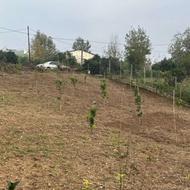 زمین 600متری داخل بافت