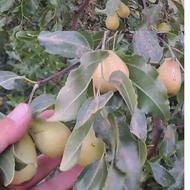 درخت عناب پیوندی ، نهال عناب نهالستان نهالینو مشهد