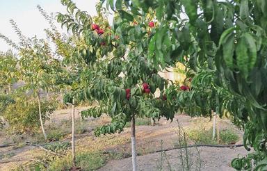 باغ 800 متر پیچ ساغروان