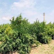 فروش باغ 467 متر جاده تالار شهر قشنگ (کارخانه اکریلبافت)