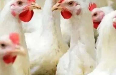 مجوز مرغداری گوشتی قیمت توافقی