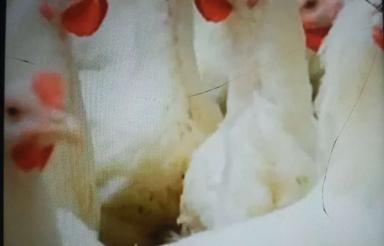 مجوز مرغداری قیمت توافقی