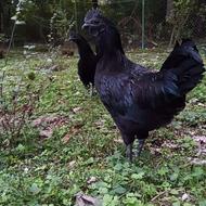 خروس سیاه اصیل