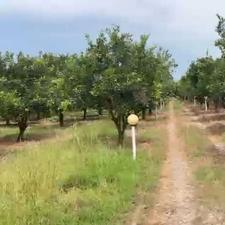 فروش زمین کشاورزی 7000 متر در تازه آباد