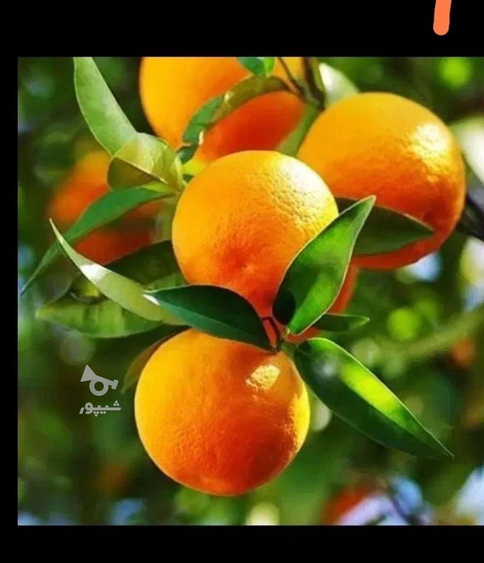 دنبال کار میوه چینی یا گوجه چینی هستم - عبدالغفور