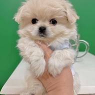 واگذاری سگجیبی سایزصفر3 ماهه مینیاتوری سایز جیبی