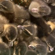 جوجه اردک موسکووی