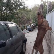 سرابی مولد نر اصیل واگذاری