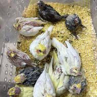 عروس هلندی سرلاکی و رام و دونه خور