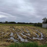 فوری زمین مسکونی 1300 متر