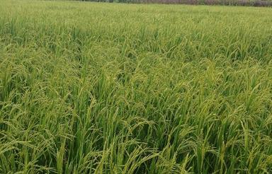 زمین کشاورزی الحاق به بافت