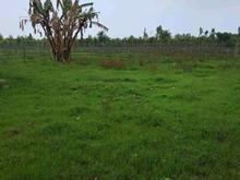 فروش زمین کشاورزی 3000 متر در رودباری کنار در شیپور