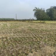 فروش زمین کشاورزی 4000 متر در حشکوا