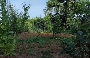 فروش زمین باغی 250متر