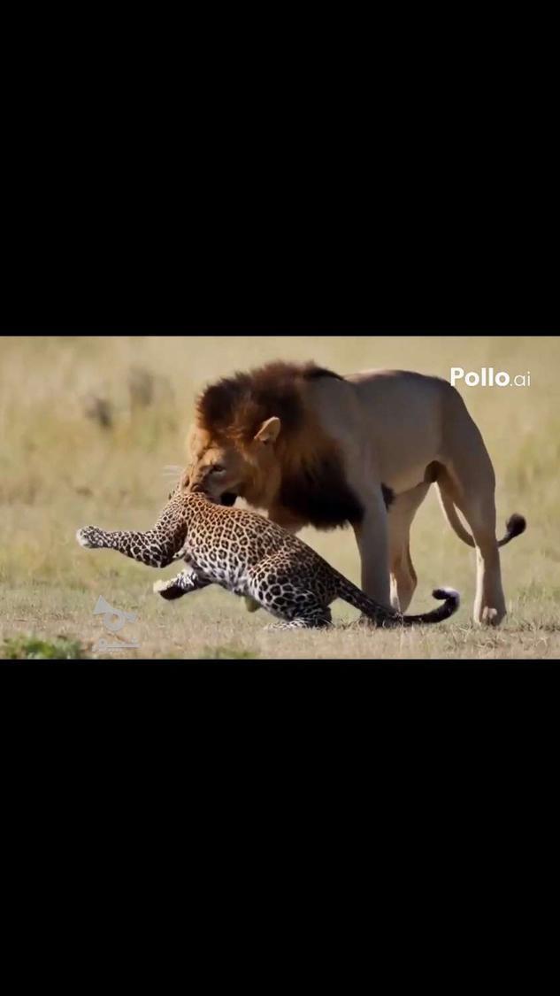 من طراح لوگو و طراح پوستر و انیمیشن ساز و مشاور یوتیوب هستم - محدثه علیپور