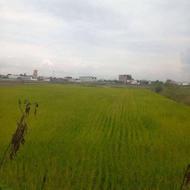 فروش زمین کشاورزی 700 متری در سمسکنده