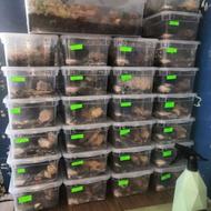 کار در منزل شغل خانگی کاردرمنزل با حلزون