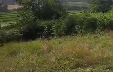 زمین دونبش ویودار 400 متر در واسکس