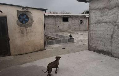 مرغداری 2 هزارتایی